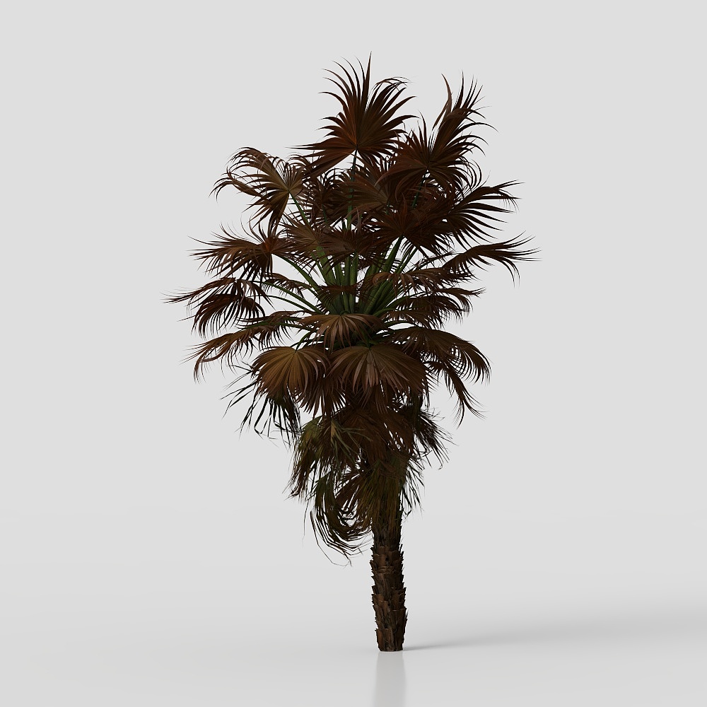 Acoelorrhaphe Wrightii and Borassus Flabellifer an