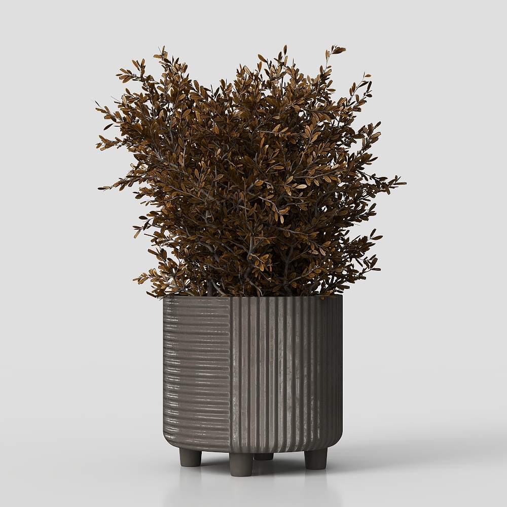 Cây trong bộ chậu bê tông han gỉ 03