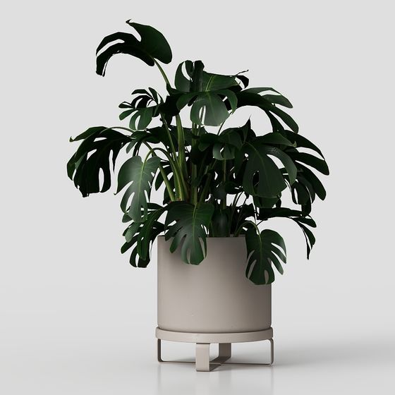 Cây treo trong nhà trong chậu bê tông gỉ bộ 05