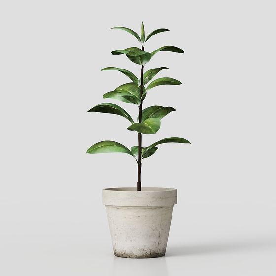 Realistic Indoor Plant 3D Model for Designers