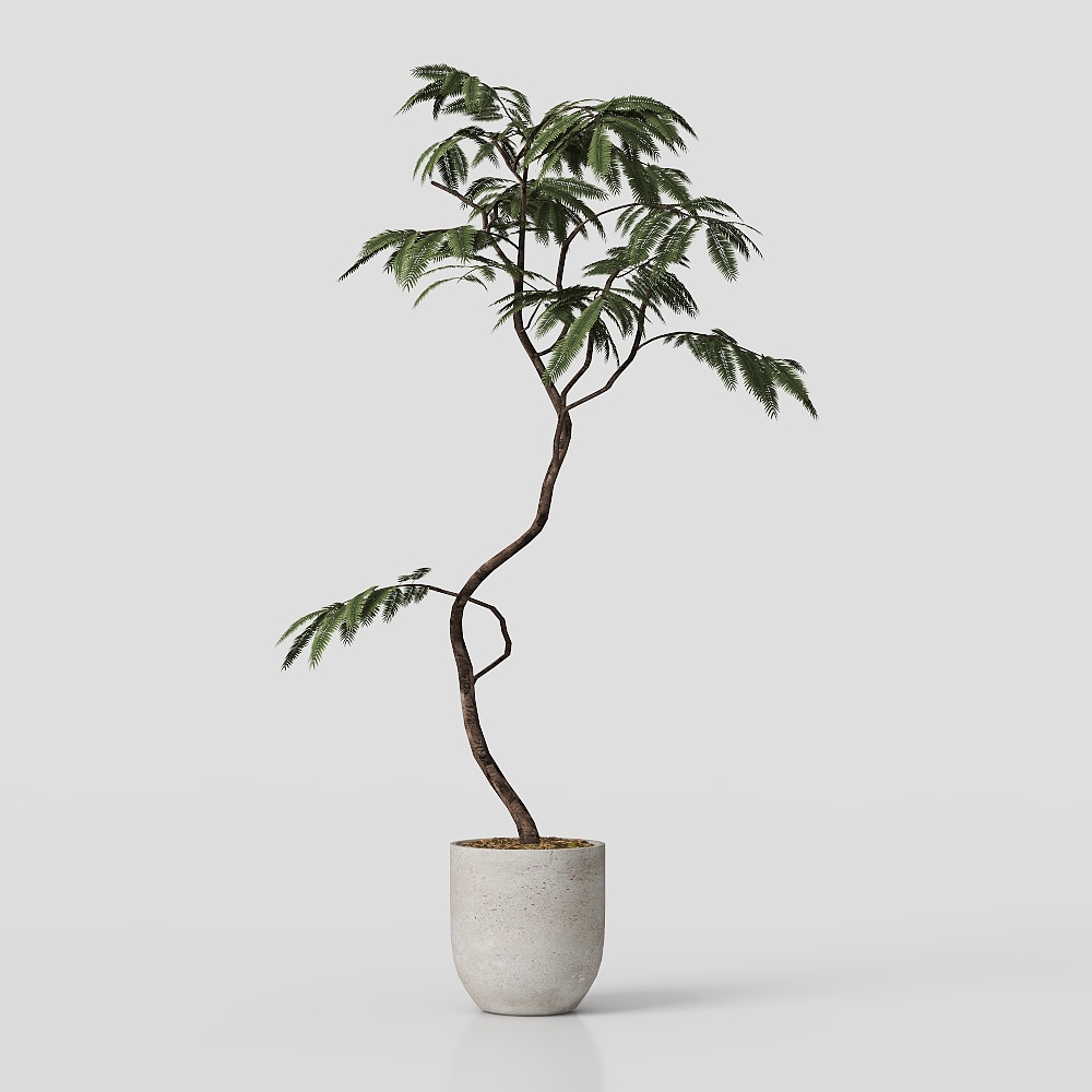 モダンホームの鉢植え植物26