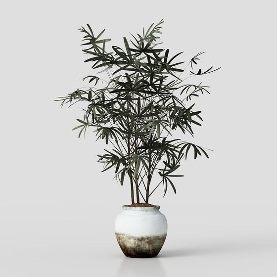Plantes en pot pour la maison 10 Modernes