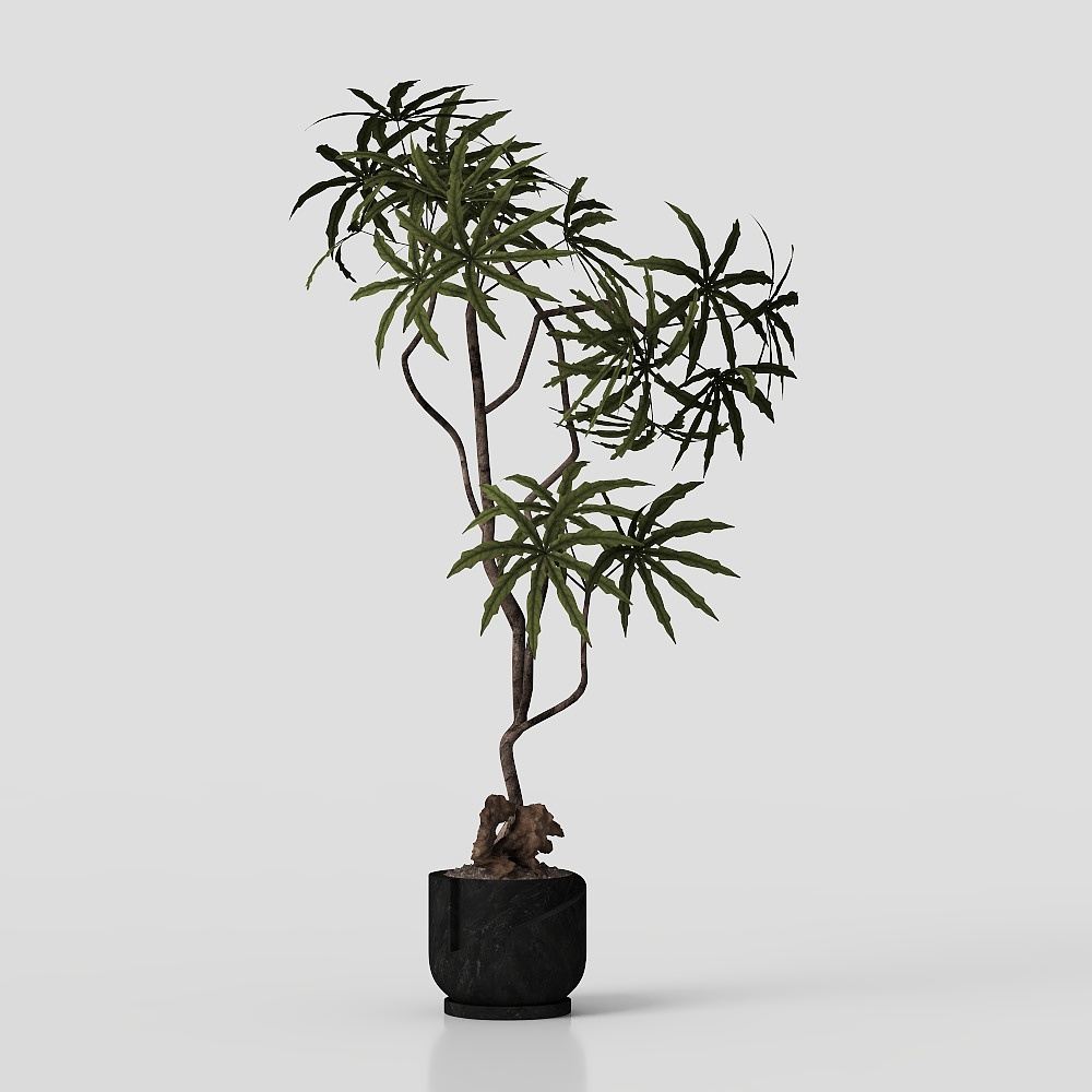 Современные домашние комнатные растения 06