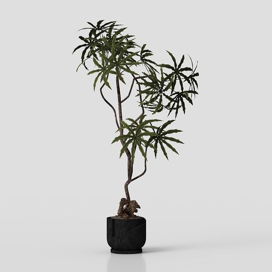 Современные домашние комнатные растения 06