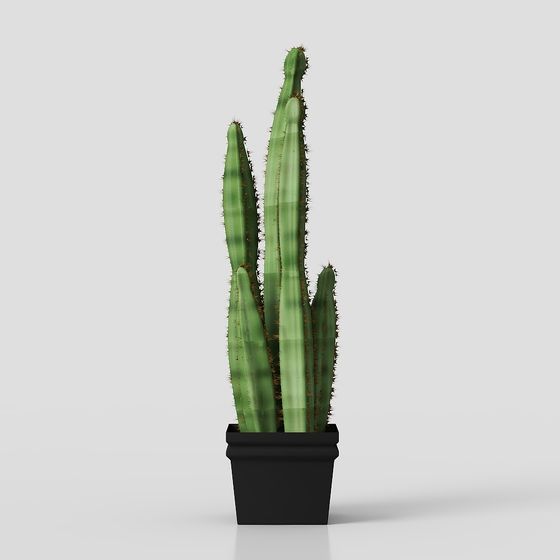 Vibrant Cactus 3D Model for Creative Projects