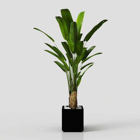 Lifelike Tropical Banana Tree 3D Model for Creative Projects
