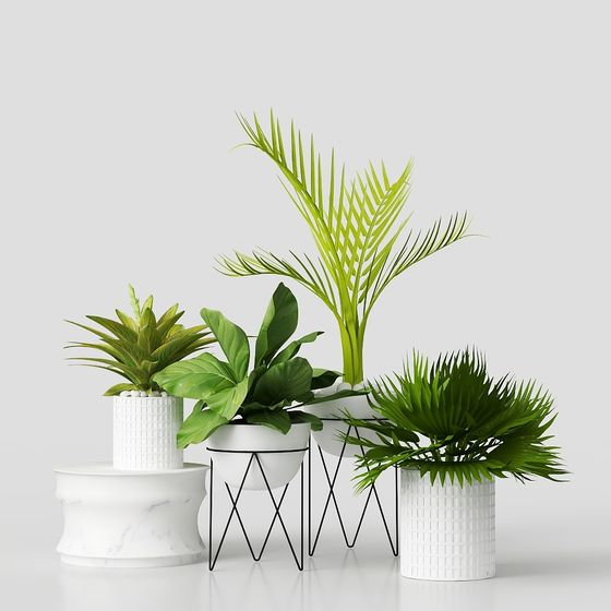 Low Polygon 3D Plant Set Model for Modern Interiors