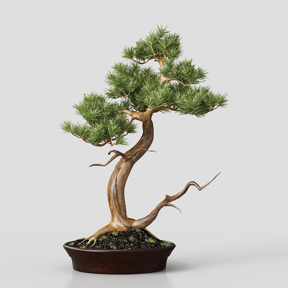 Neo-Chinese style Bodhi pine bonsai