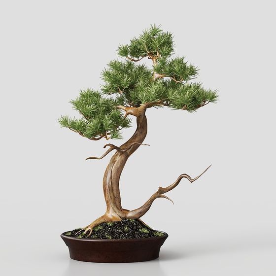 Detailed Miniature Pine Tree 3D model