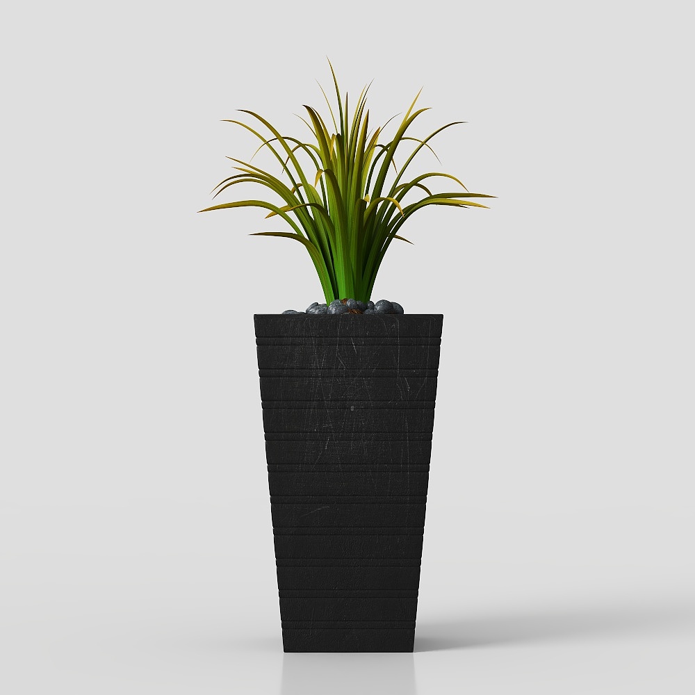 Cây chậu cây cảnh