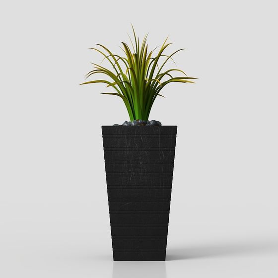 Cây chậu cây cảnh