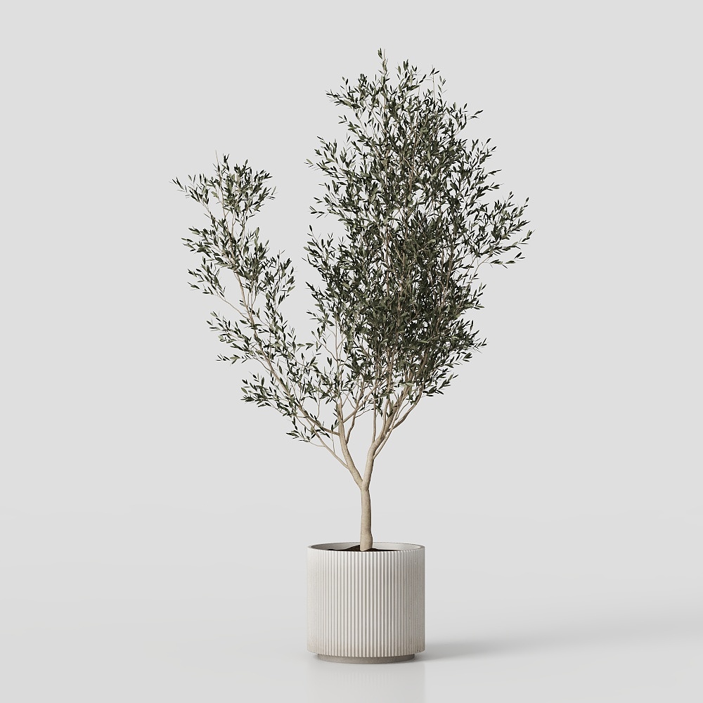 Olive Tree Pot Plant