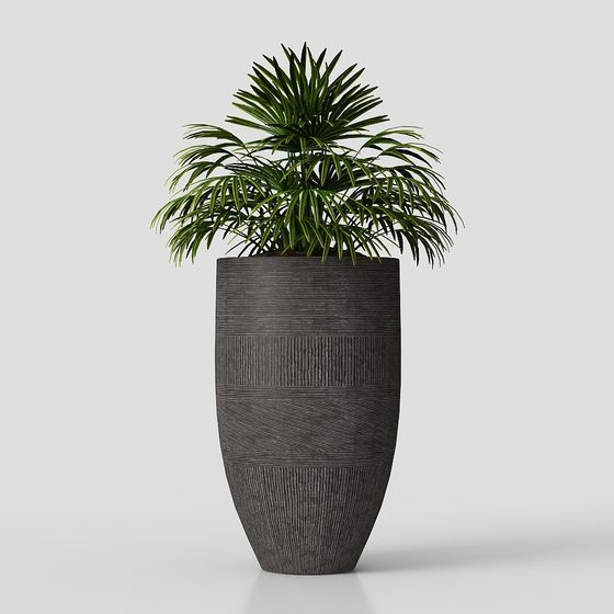 Planta de interior en maceta