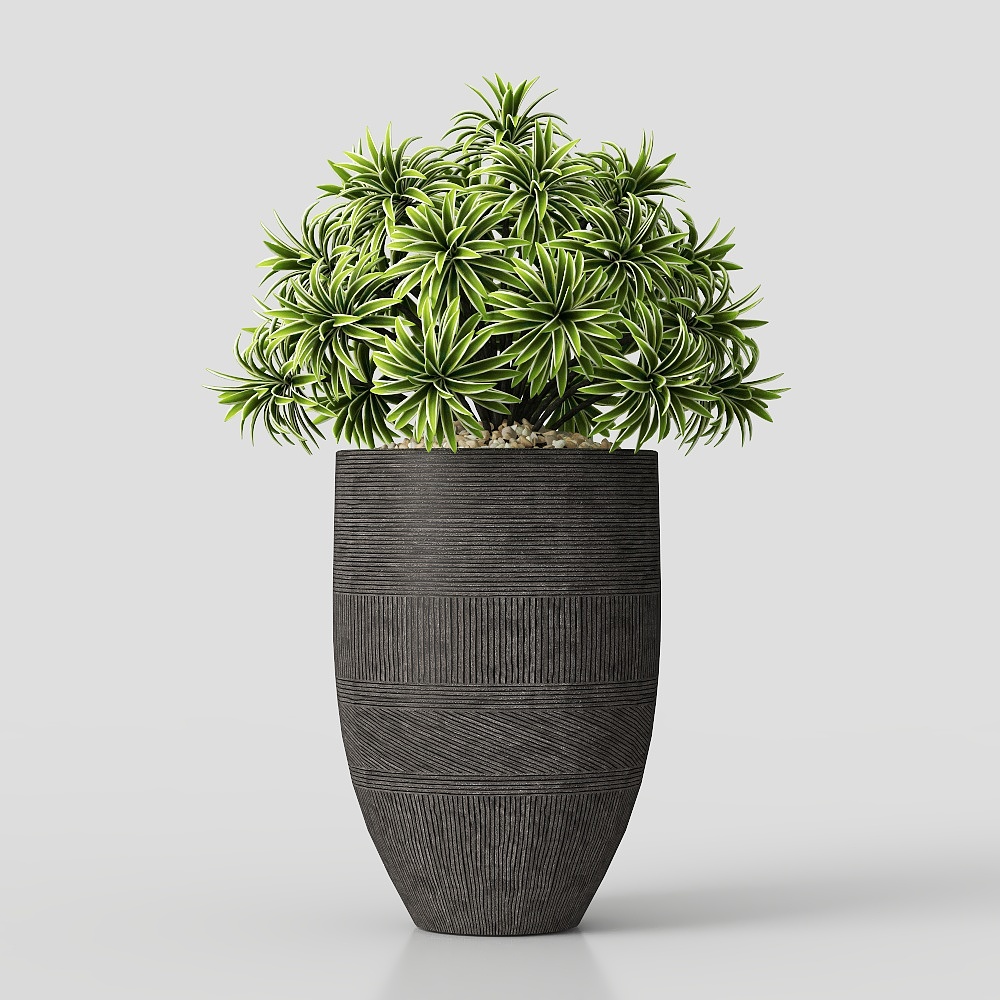 Cây cảnh trồng trong chậu