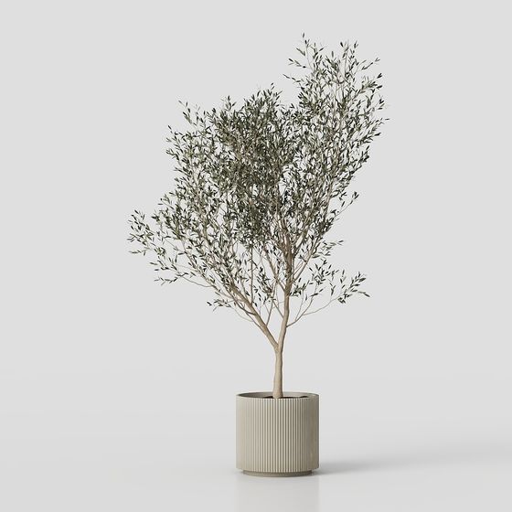 Charming Olive Tree Bonsai 3D Model