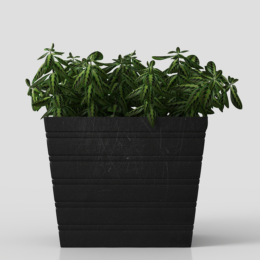 Houseplant Potted Plant