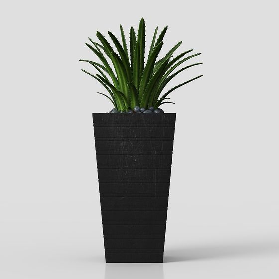 Planta de interior en maceta