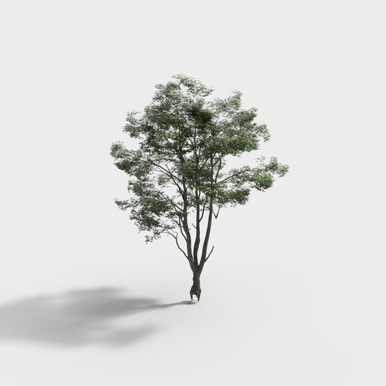 Realistic Low Poly 3D Tree Model