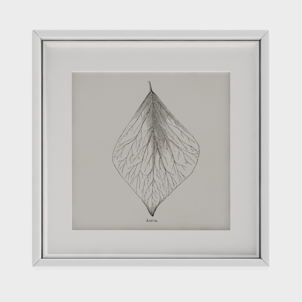 Aurora Leaf 3D model