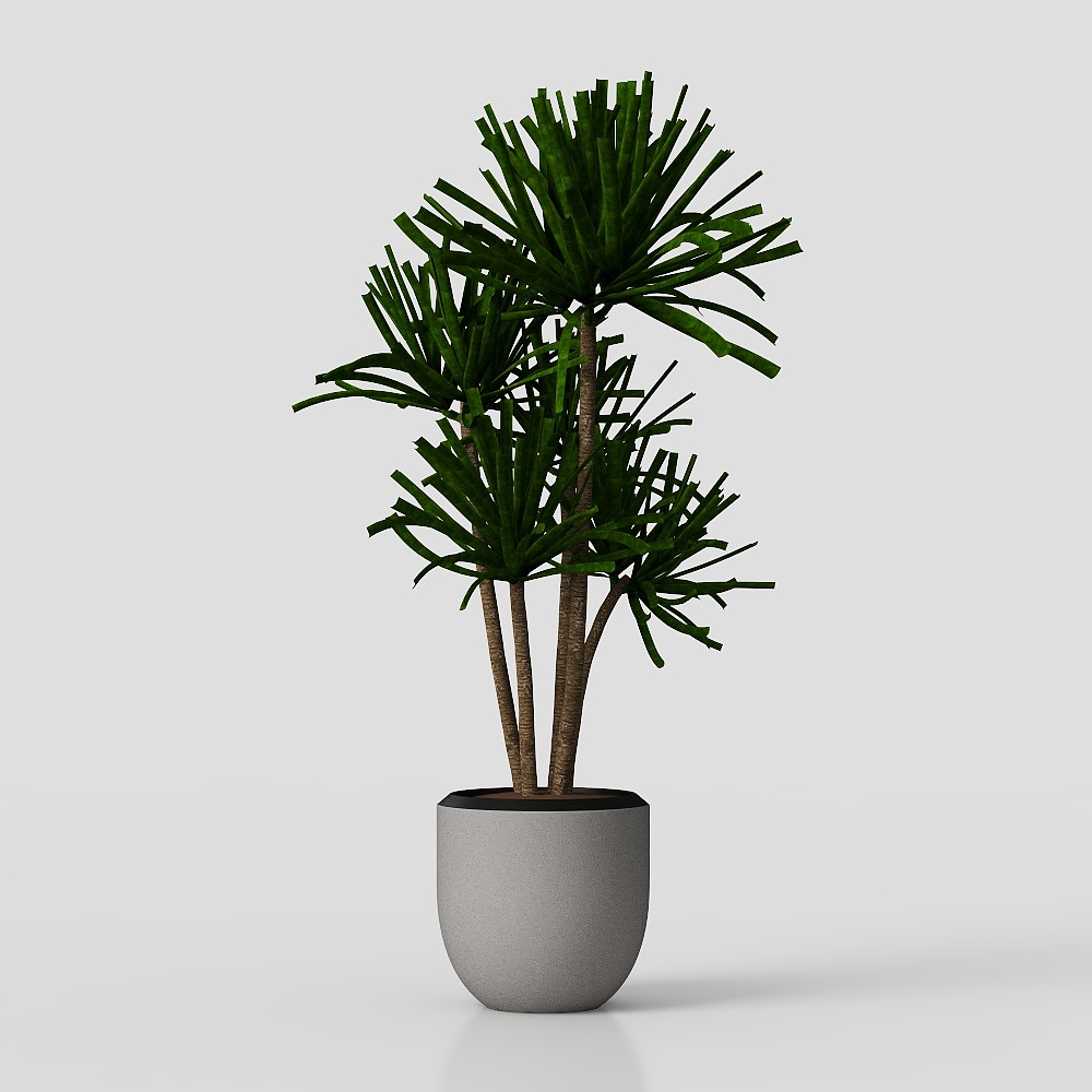 Plant