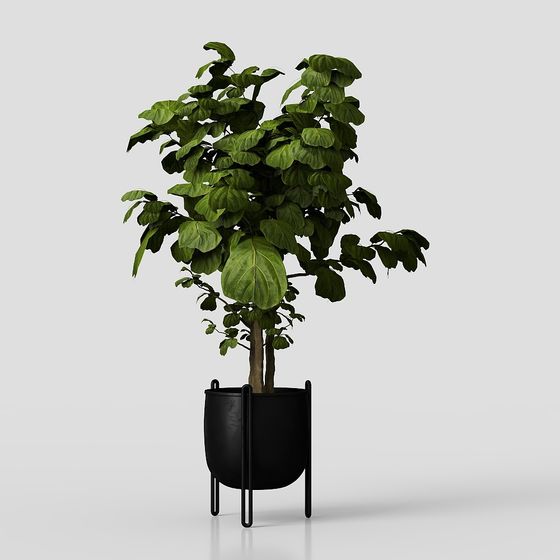Indoor Green Plant 3D model for Creative Projects