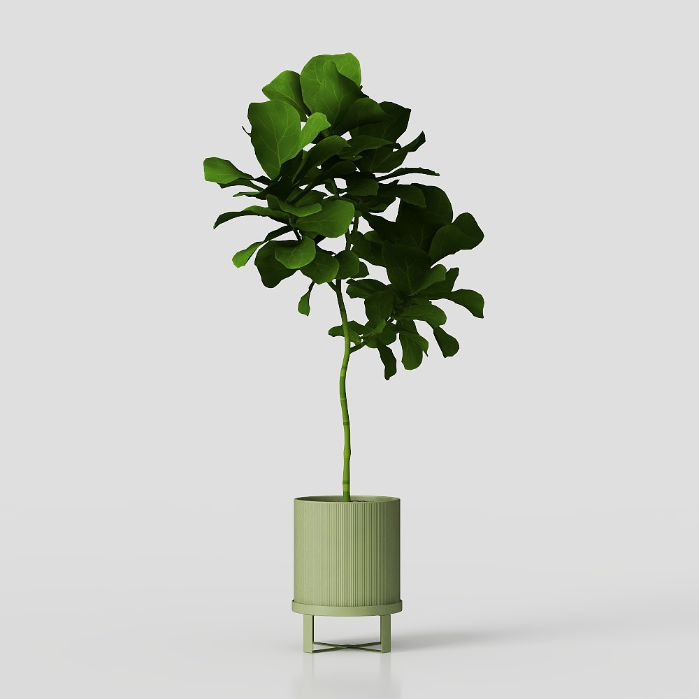 FICUS LYRATA PACK