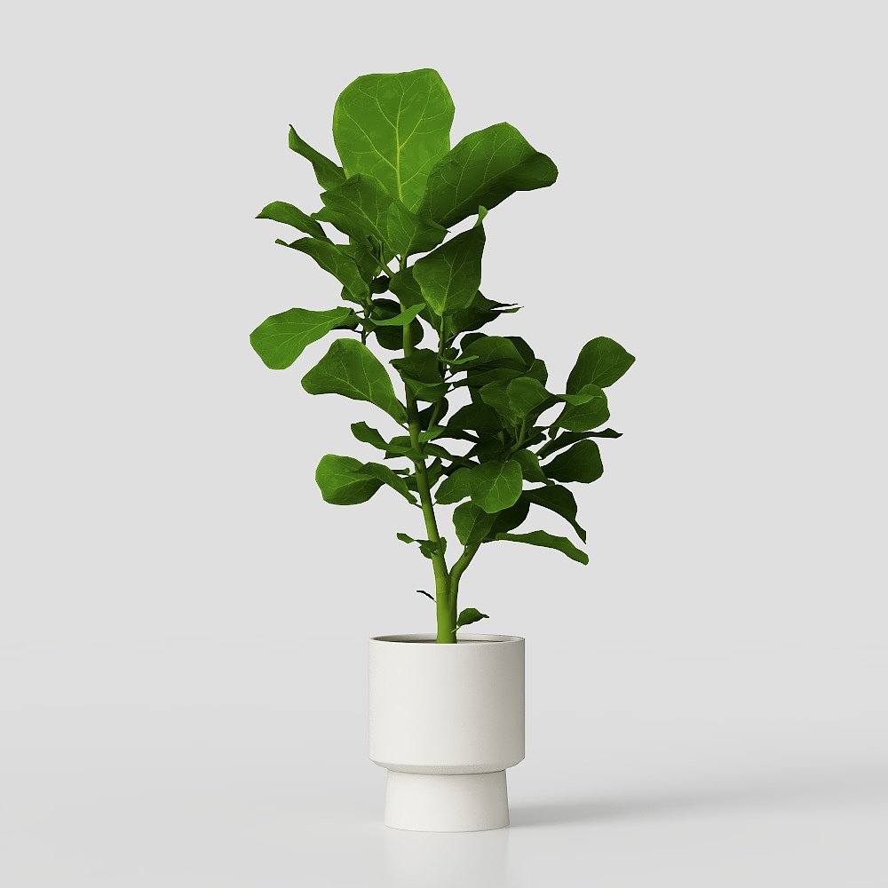 FICUS LYRATA PACK