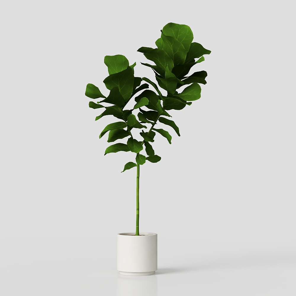 FICUS LYRATA PACK
