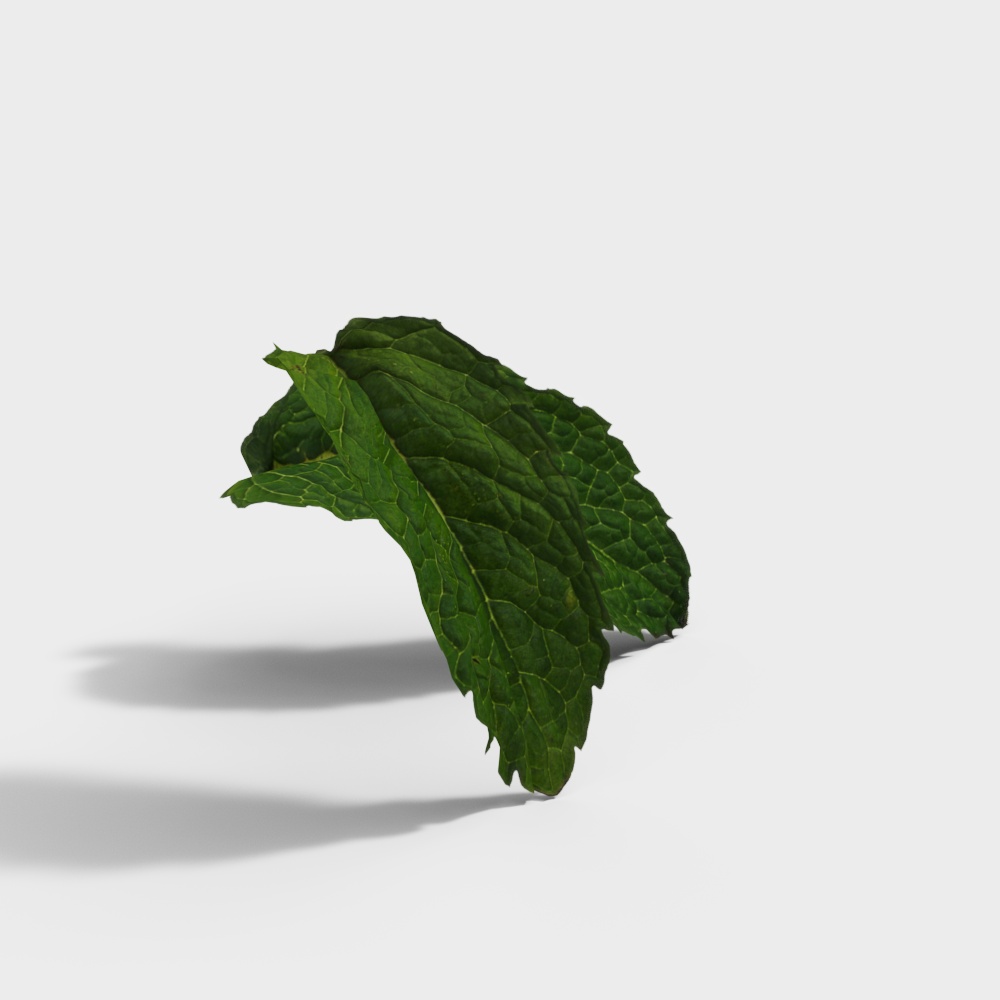 Realistic Mint Leaf 3D Model