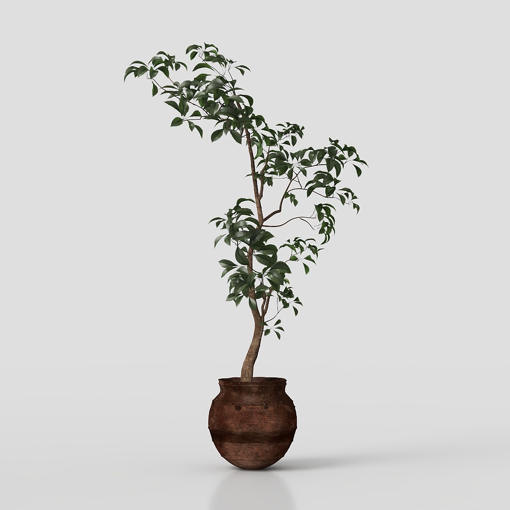 Chinese indoor plants