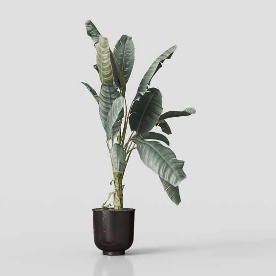 Tropical Style Plant 3D model
