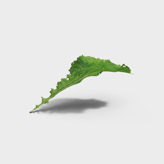 Foglie di verdura