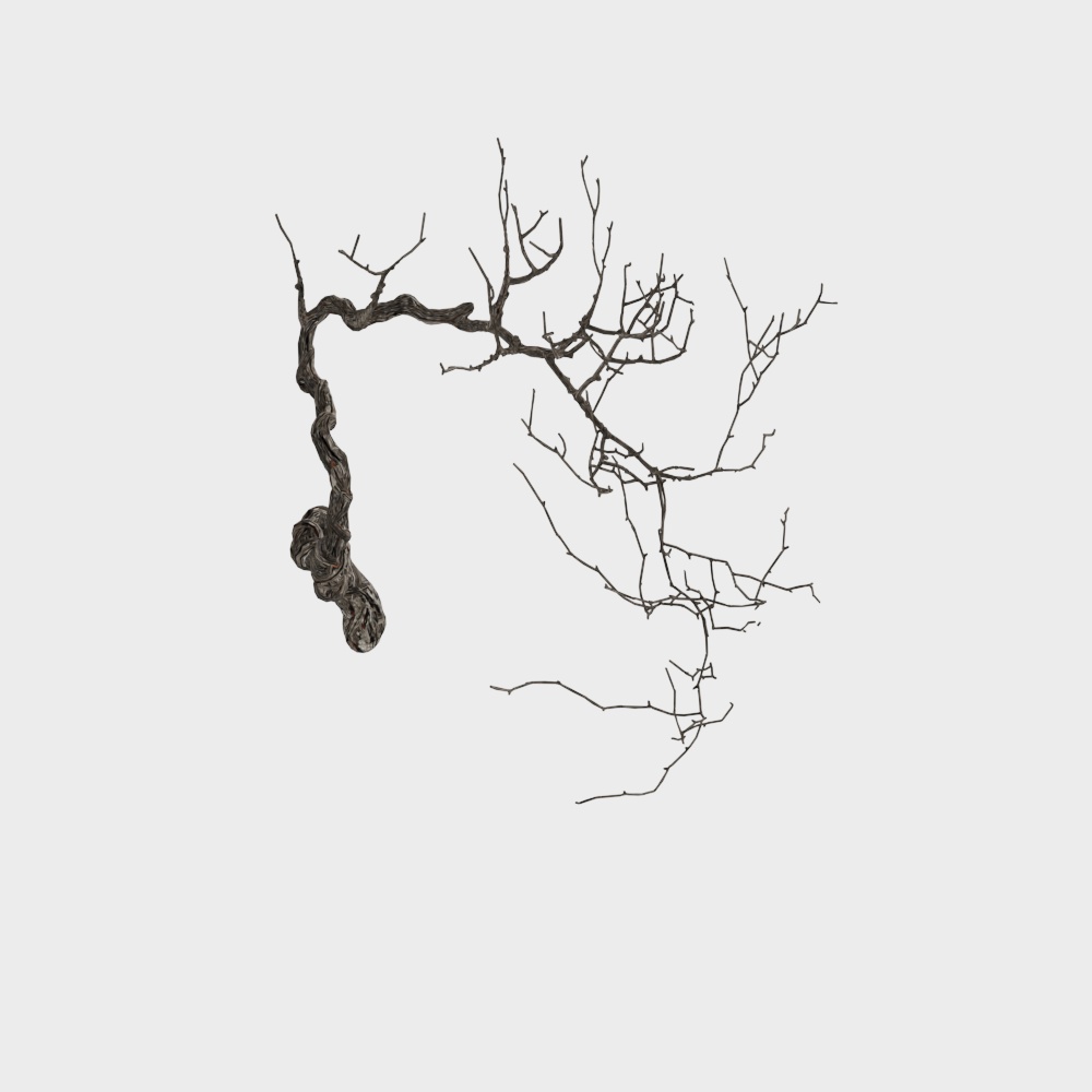 Branch