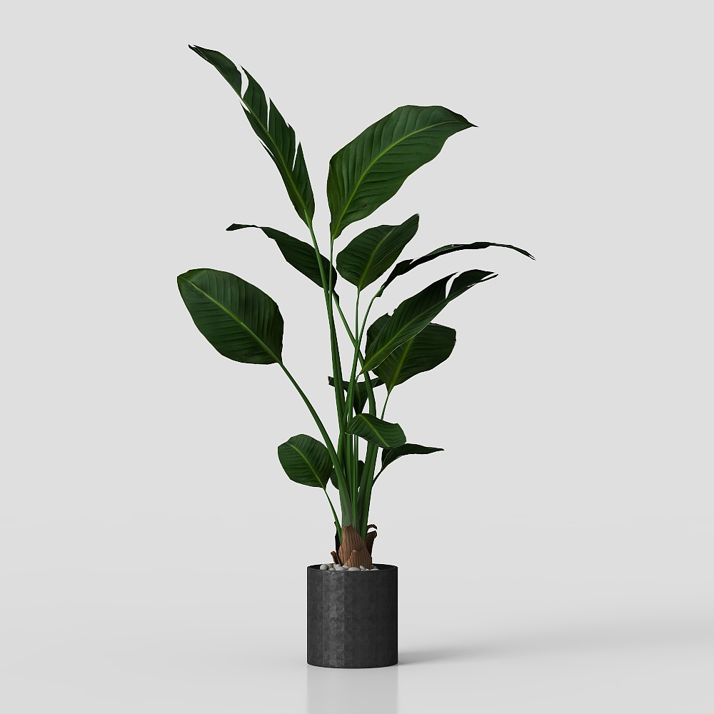 Planta Verde Estética Simple