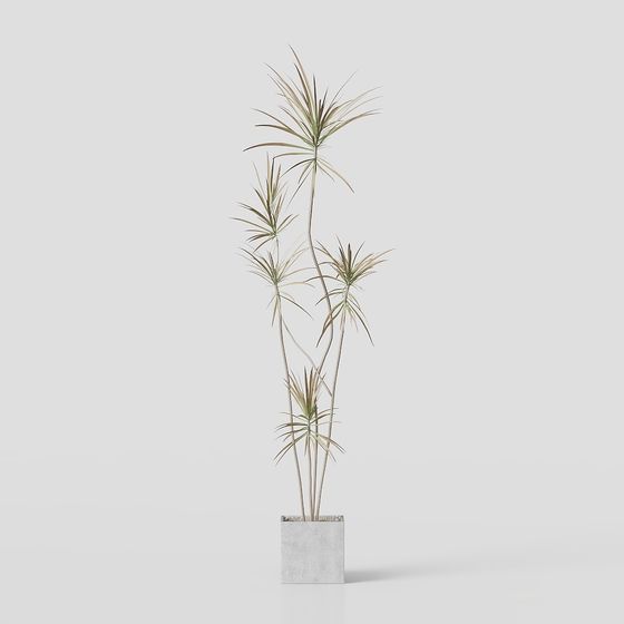 Modern Dracaena Marginata 3D model