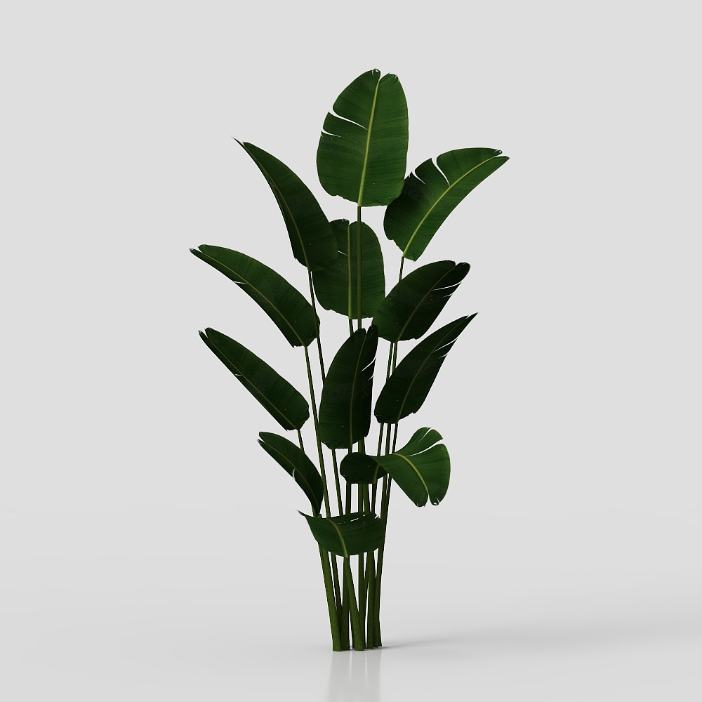 Green Plant 1