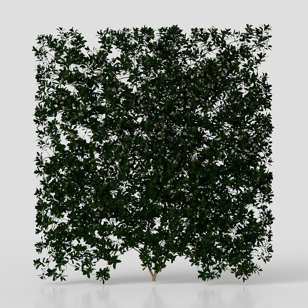 Pianta Rampicante Moderna