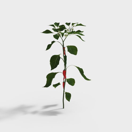 Realistic Low-Poly Chili Plant 3D model