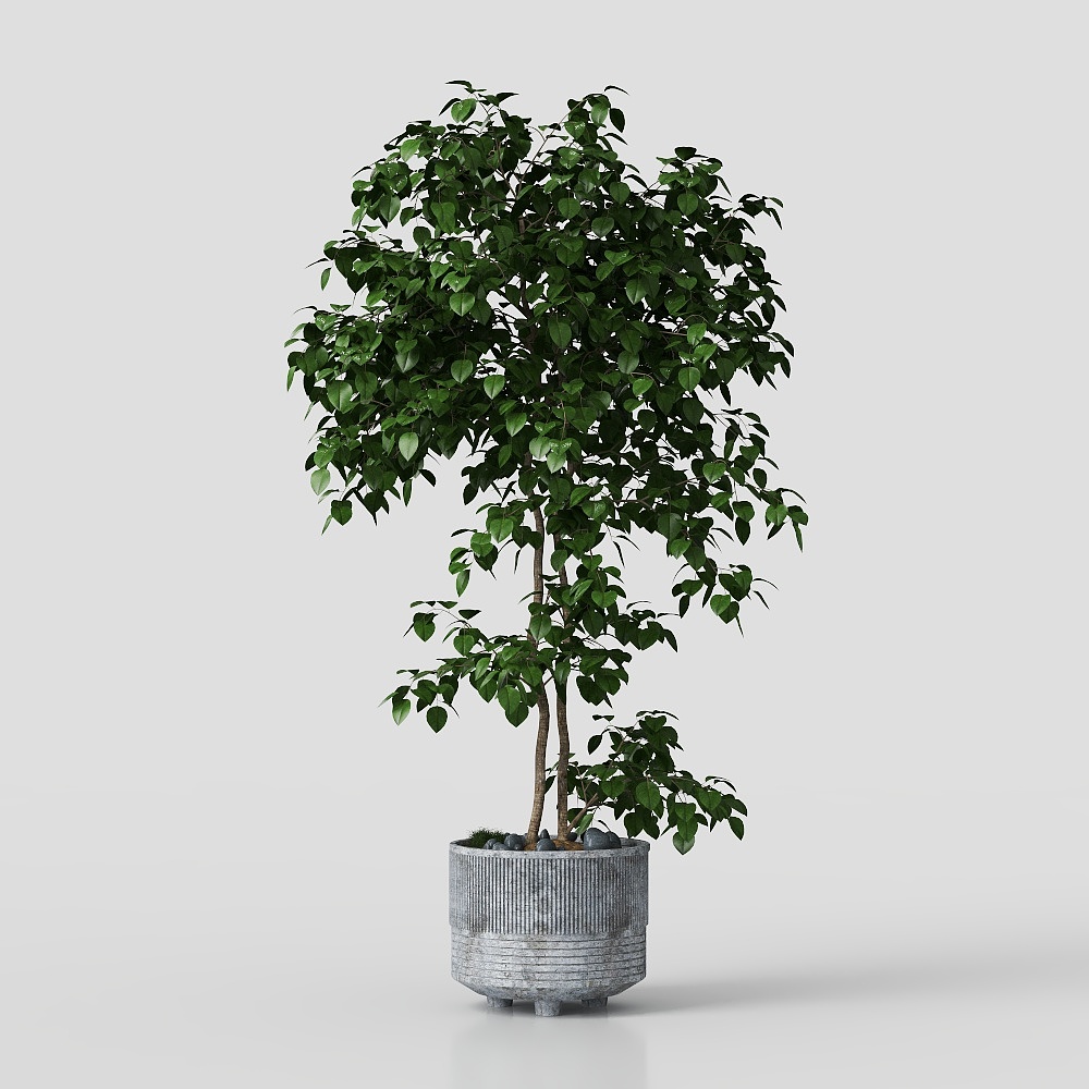 Modern Green Garden Plant