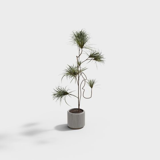 Vibrant Dracaena Marginata 3D Model for Modern Design