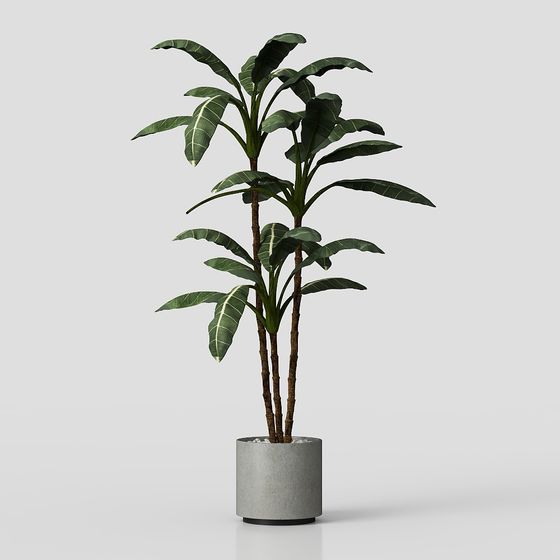 Realistic Tropical Plant Pot 3D model