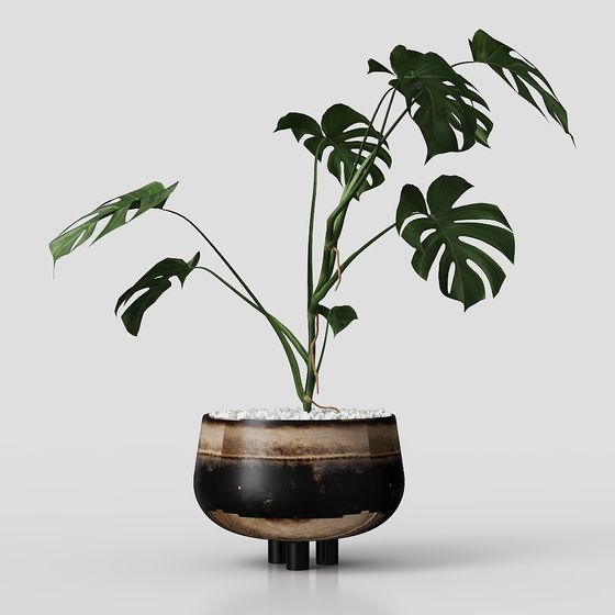 Realistic Monstera Plant in Pot 3D model