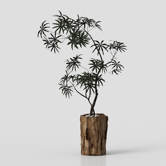Natural Harmony Bonsai 3D model for Creative Projects
