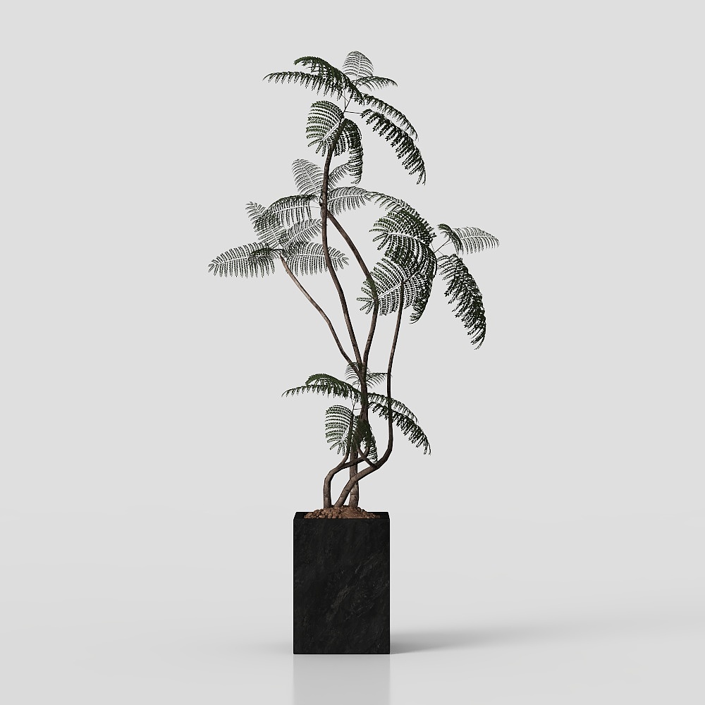 Фикус древнего стиля в горшке