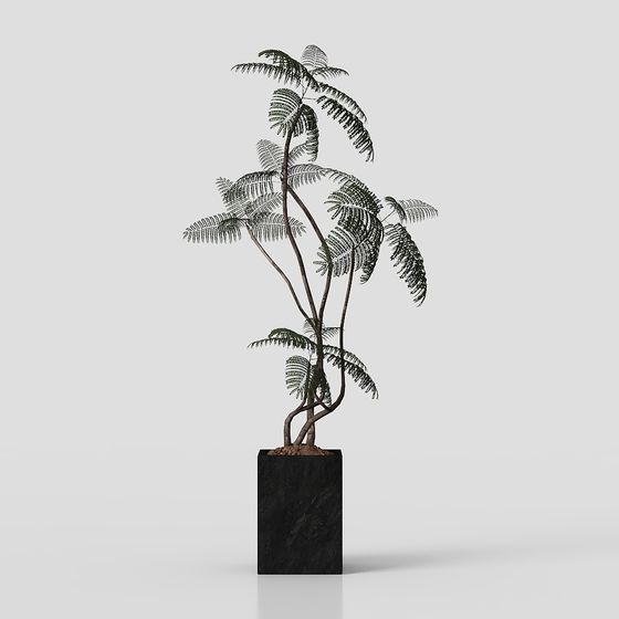 Фикус древнего стиля в горшке