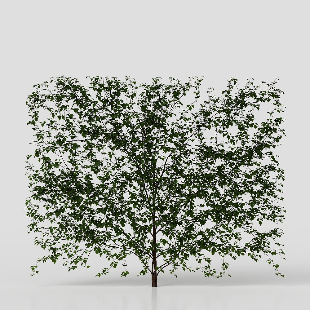 Parthenocissus Tricuspidata Moderna