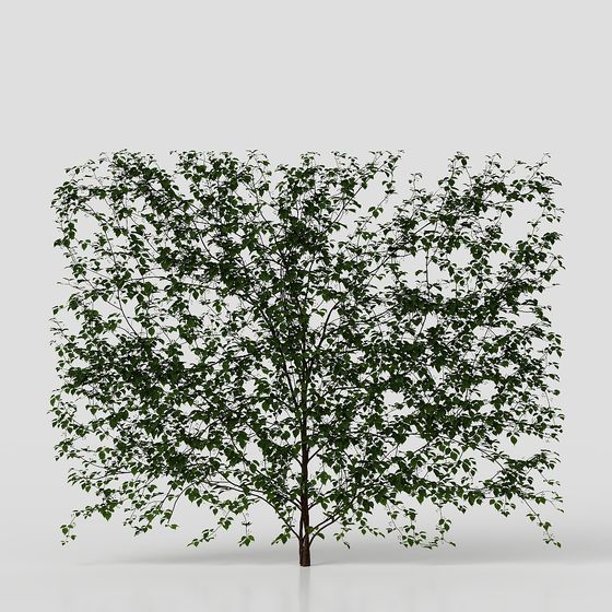 Parthenocissus Tricuspidata Moderna