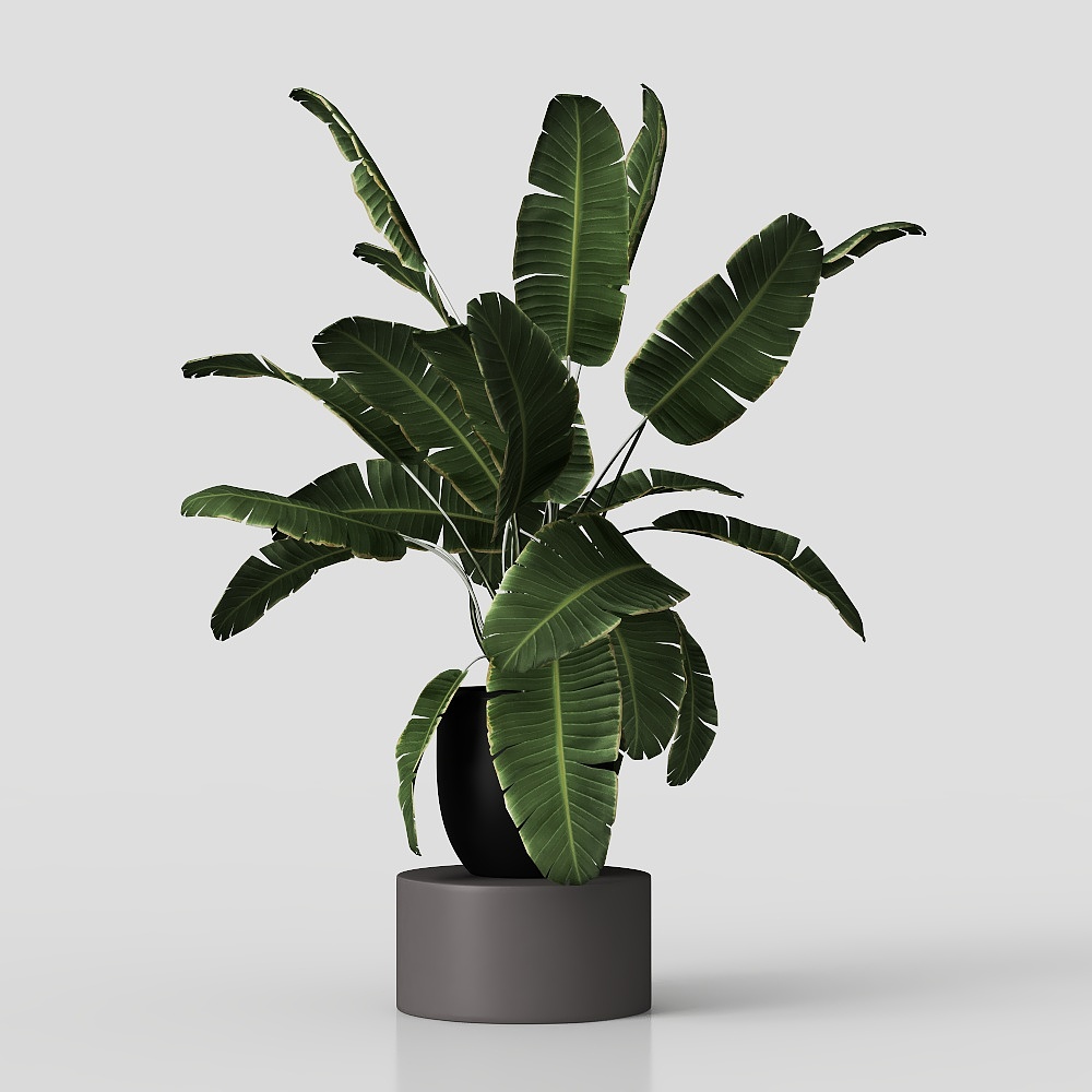 Современный бонсай