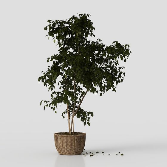 Ficus Benjamina Moderno