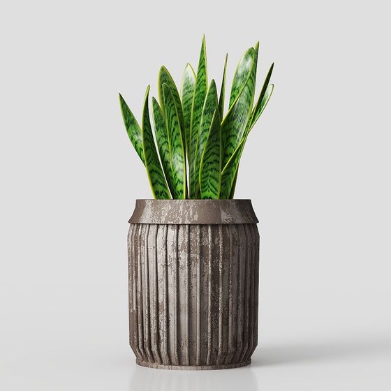 บอนไซในห้องนั่งเล่นสมัยใหม่